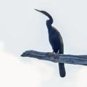 Anhinga novaehollandiae (Australasian Darter).jpg